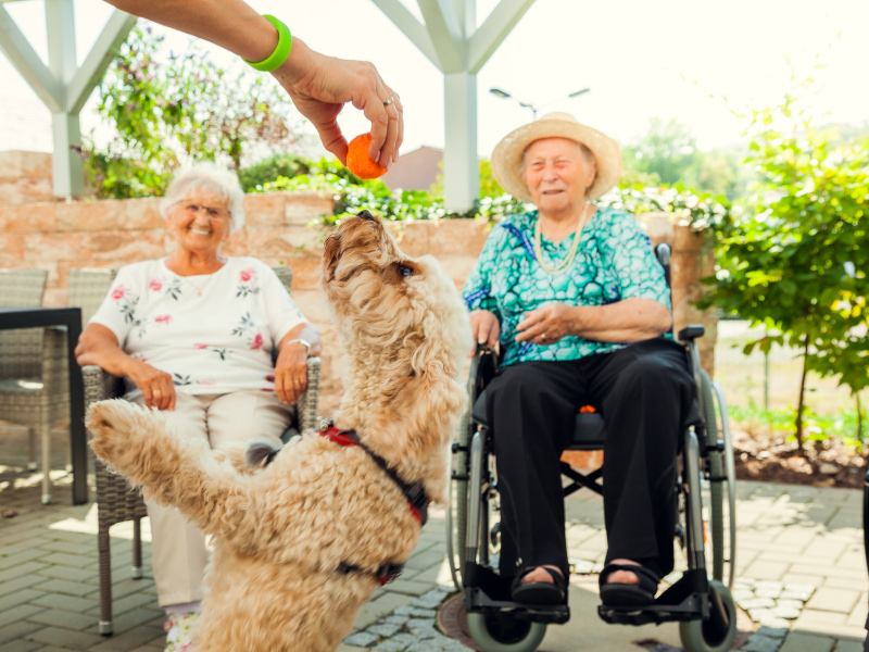Zwei ältere Frauen schauen lächelnd einem Hund bei Kunststücken zu
