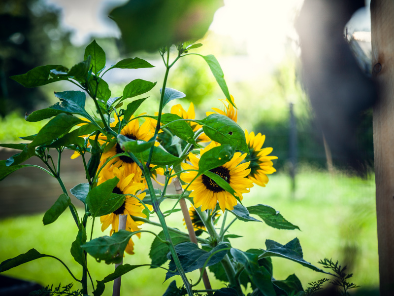 Sonnenblumen auf sommergrüner Wiese