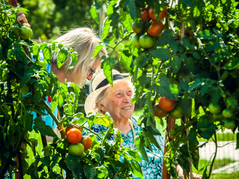 Pflegerin und ältere Damen mit Sonnenhut stehen inmitten von Tomatenpflanzen mit reifen Tomaten